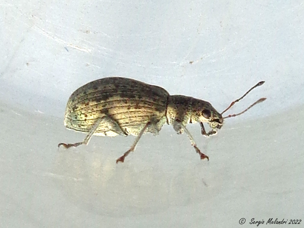 Curculionidae: Polydrusus cervinus da confermare